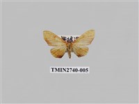 藏品(尺蛾296)的圖片